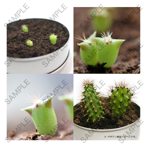 家で育てる「なでしこサボテン」